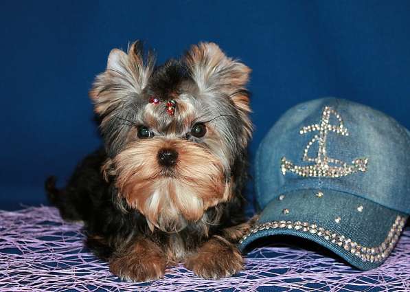 Мальчик Йорк от чемпионов в Москве фото 5