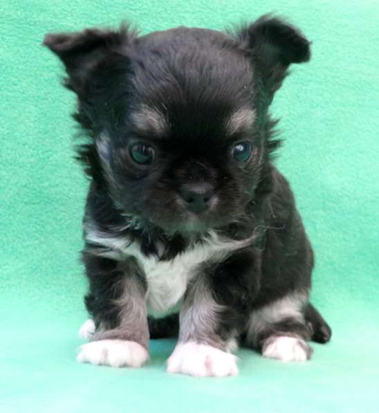 Чихуахуа мини мальчик ДШ в Санкт-Петербурге фото 4