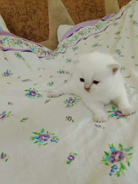 Шотландские котята в фото 6