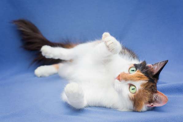 Пушистая трехцветная Ши в дар в Москве фото 5