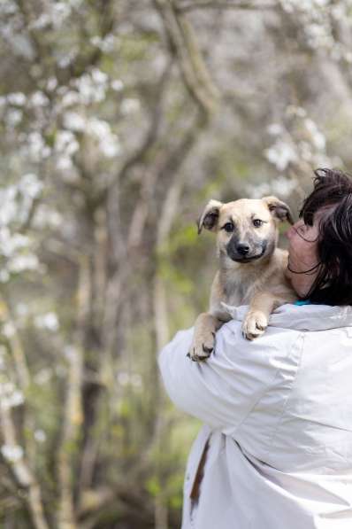 Ласковые щенята в Санкт-Петербурге фото 19