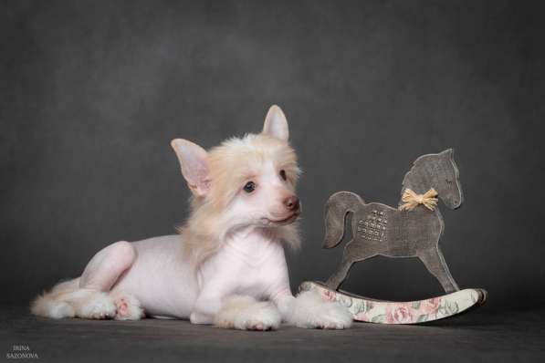 Китайская хохлатая в Москве фото 4