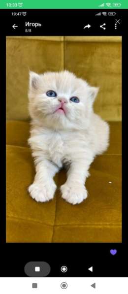 Вязка кот перс в фото 4