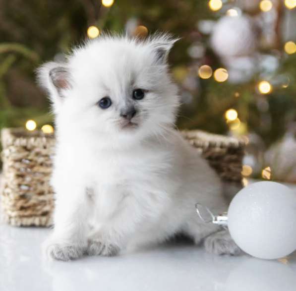 Милейшие девочки Рэгдолл