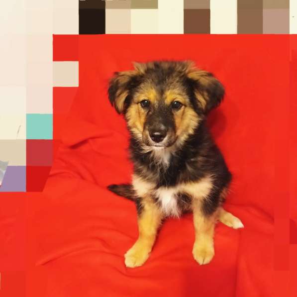 Щенок Грэй – маленький друг для больших приключений в Санкт-Петербурге фото 3