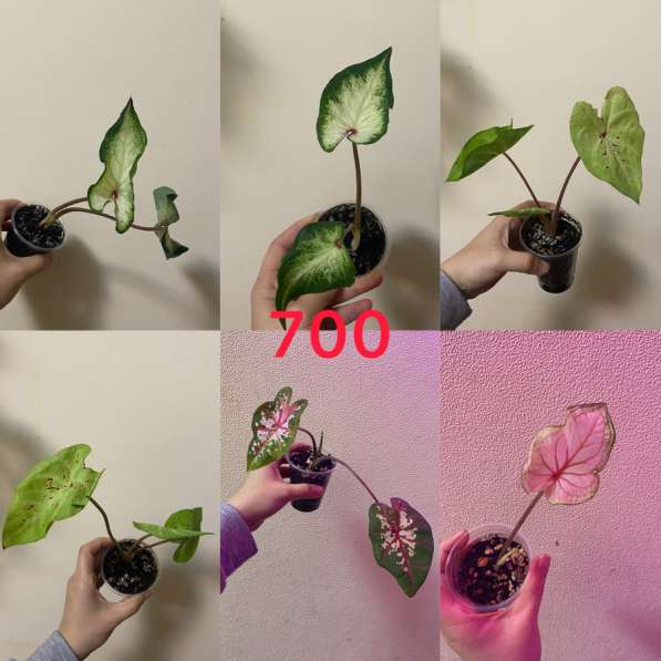 Комнатные растенияСо в Сочи