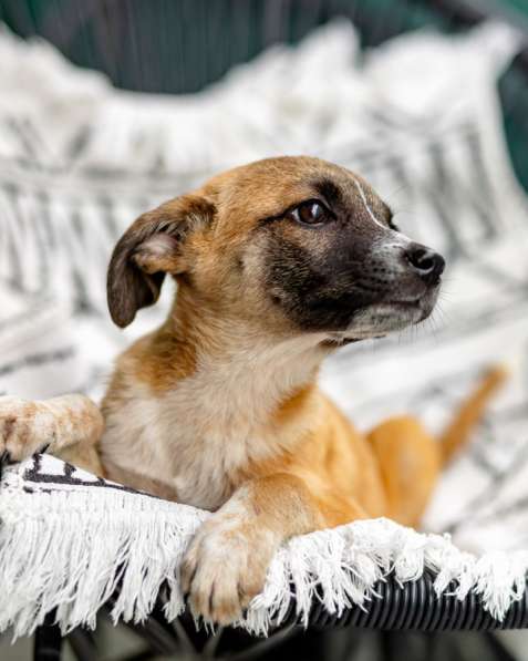 Лизи ищет дом! в Москве фото 3