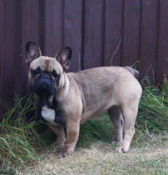 Подрощенная девочка француженка в Москве фото 3