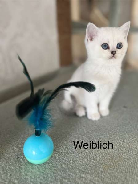 Reinrassige BKH Kitten mit blauen Augen в фото 11