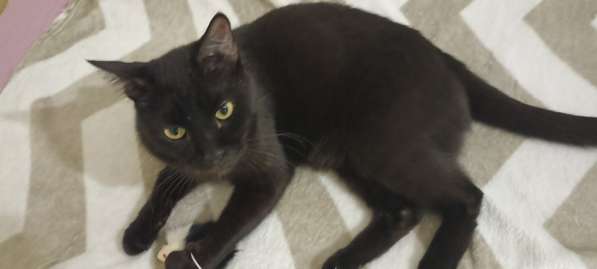 Обаяшка в дар. Котик в фото 5