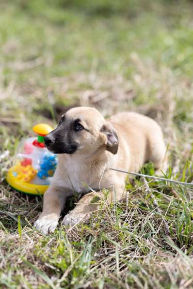 Ласковые щенята в Санкт-Петербурге фото 3