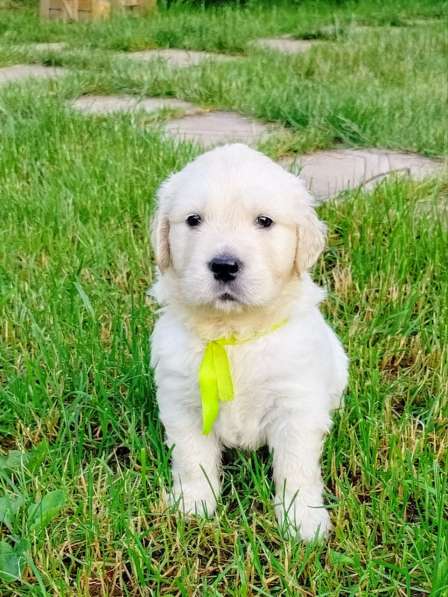 Щенки золотистого ретривера в Москве фото 5