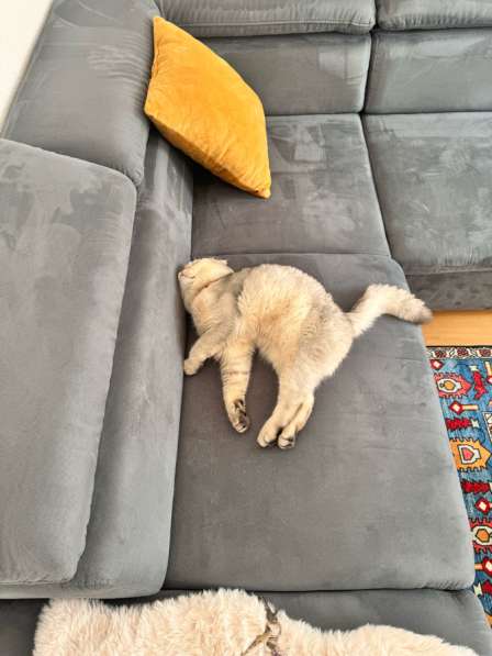 Кот хорошей породы в фото 5