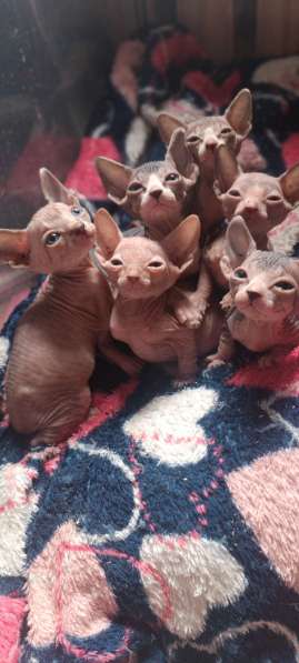 Котята Канадского сфинкса