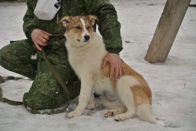 собака в Великом Новгороде фото 4