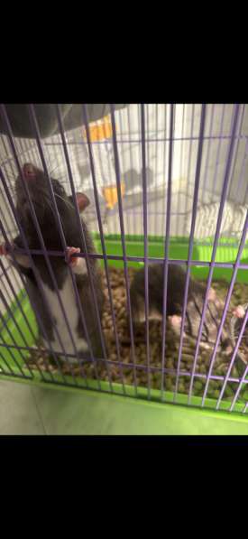 Крысы в Старом Осколе