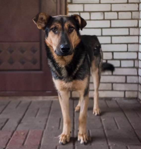 Разумный ласковый молодой пес в Санкт-Петербурге фото 16