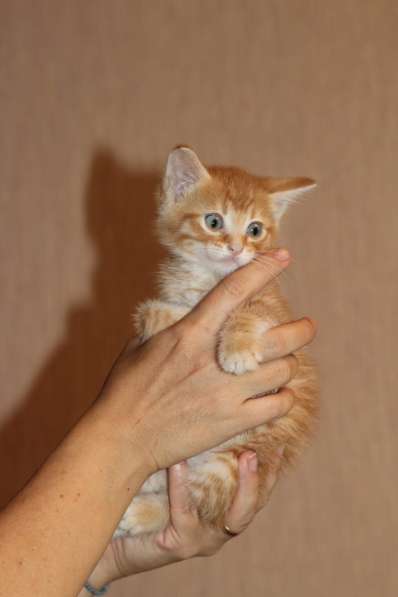 Маленький рыжий котенок в Санкт-Петербурге фото 5