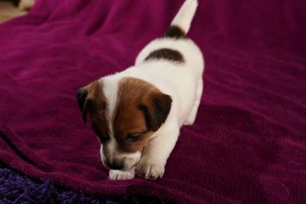 Щенки в Симферополе фото 10