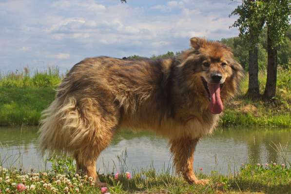 Борзик ищет дом в Москве фото 5