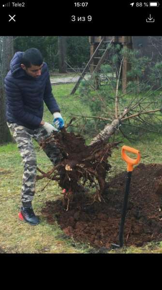 Посадки Деревьев в Одинцово