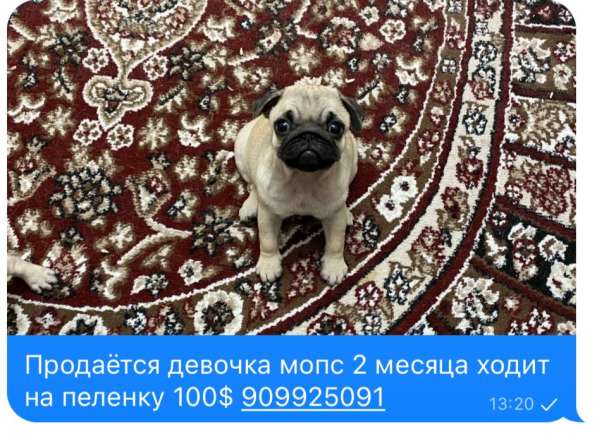 Красавится умнечка