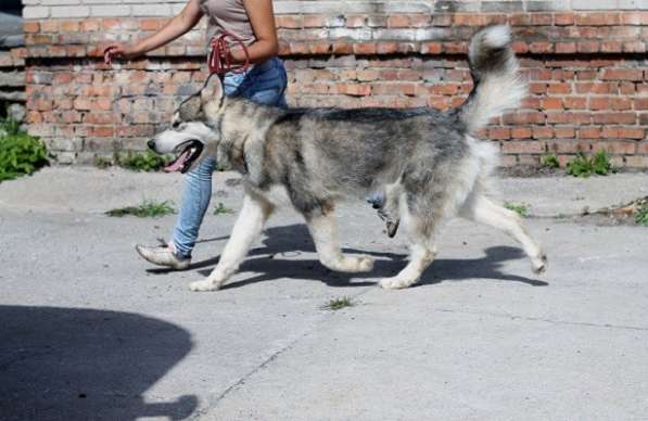 Дрессировка собак, корректировка поведения. в Новосибирске фото 6