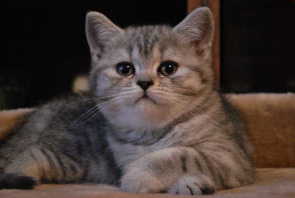 Шотландские котята мраморного окраса из питомника Daryacats в Москве фото 5