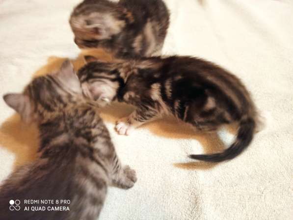 Котята породы Сококе +- три недели, мальчик и две девочки. Б в Подольске фото 7