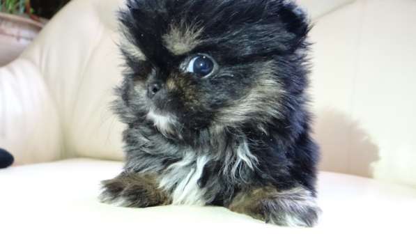 Мини-мишка девочка померанского шпица. Крошечная в фото 26