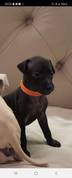 Левретка. Щенок. От супер-титулованной папы. Уникальных окра в Саратове фото 9