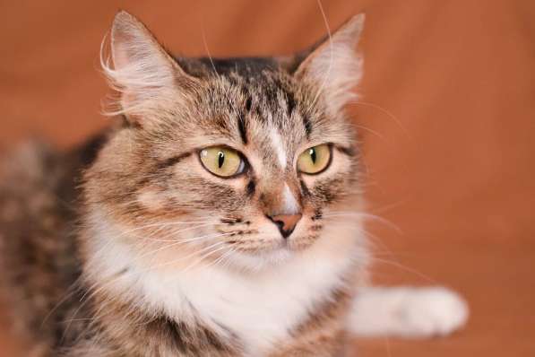 Пушистая молодая кошечка Джина в дар в Москве фото 9