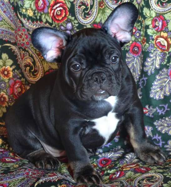 Французский бульдог (Мальчик) в Москве фото 5