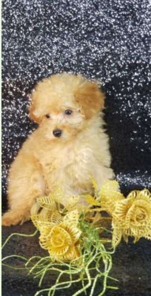 Toy poodle. Apricot. Boy and girl в фото 4