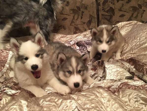 Продаются хасята в Раменское фото 5