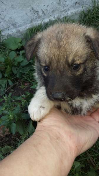 Щенки ищут хозяина в Красноярске фото 27