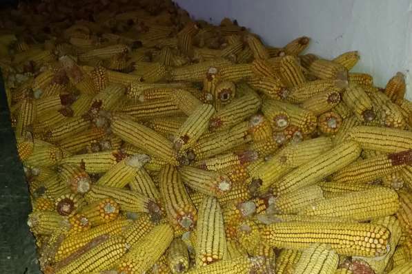 Кукуруза в початках 1 тонна - 65000 тенге