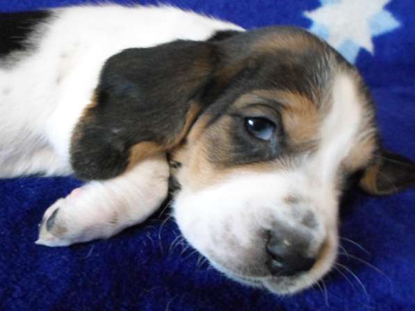 Щенки Бассет-хаунд в Армавире фото 57