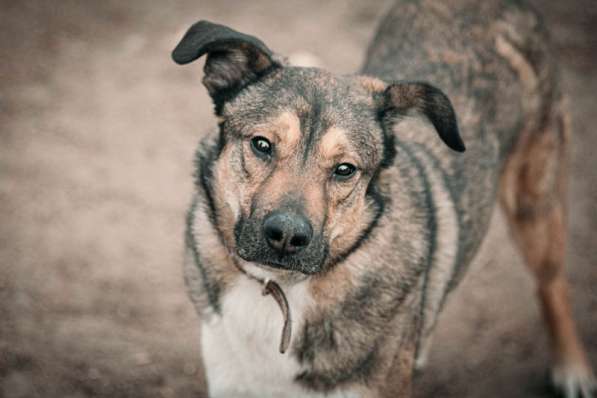 Молодой, жизнерадостный пёс Бим в Москве фото 78