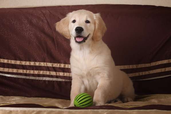 Продается девочка золотистого ретривера в Москве