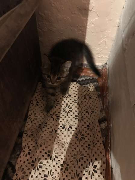 Котята 1.5 месяца в добрые руки в Старом Осколе фото 5