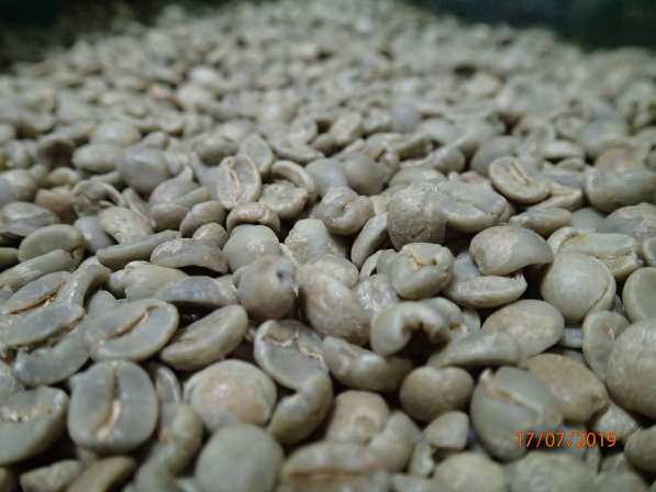Кофе зеленый в зернах АРАБИКА 100% с доставкой по РФ в Нижнем Новгороде фото 3