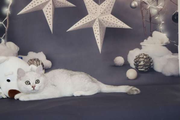 Шотландские котята в Москве фото 7