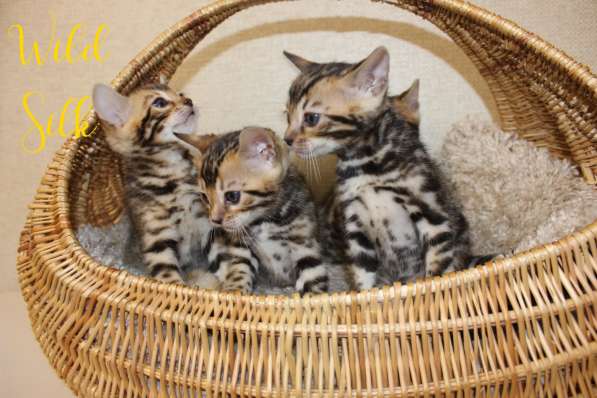 Бенгальские котята в Ижевске фото 3