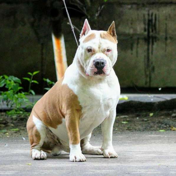 Шикарные щенки мальчики и девочки Амстаффа резерв в Москве