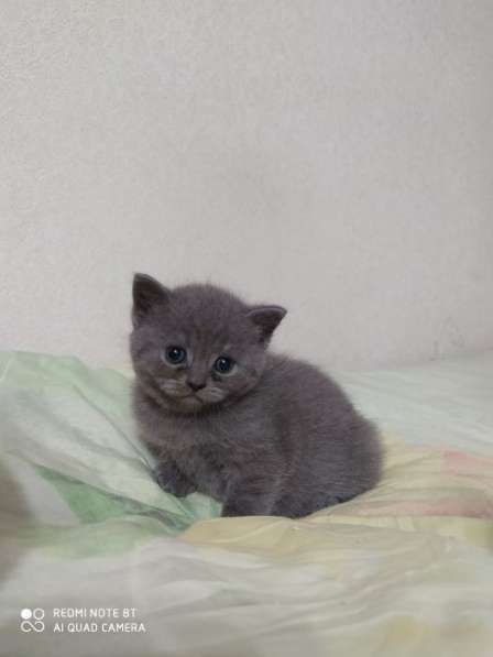 Шотландская кошечка в Кирово-Чепецке фото 12