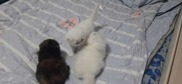 Котята скоттиш фолд в фото 13