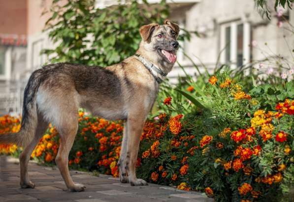 Герда - ласковая, послушная собака ищет дом в Москве фото 3
