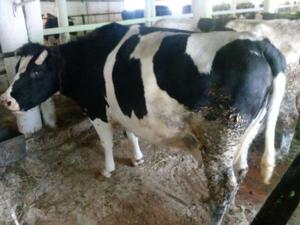 Дойные коровы черно-пестрой породы голштинизированные в Магнитогорске фото 4