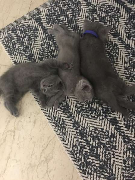 Британский котенок в фото 5